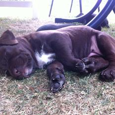 Blanding af racer Alma