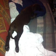 Blanding af racer Alma