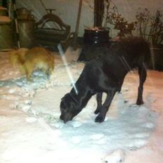 Blanding af racer Alma