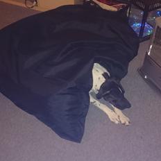 Blanding af racer Odin 