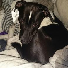 Blanding af racer Odin 