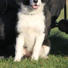 Border collie Zoey