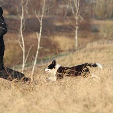 Border collie Zoey