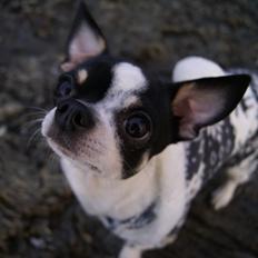 Chihuahua Yankee Pride's Aspen Colorado (Lillegutt)