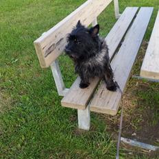 Cairn terrier Fnuller