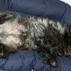 Cairn terrier Fnuller