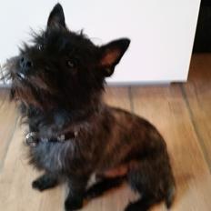 Cairn terrier Fnuller