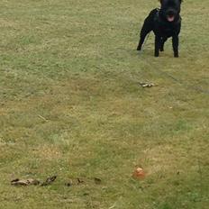 Staffordshire bull terrier Darko (Manne)