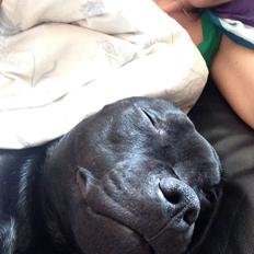 Staffordshire bull terrier Darko (Manne)