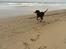Gordon setter Øens Bellis