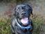 Labrador retriever Obelix