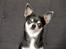 Chihuahua Chihuanas Blueberry Yum Yum - Evee - Lille Grå :) d. 18 november 2015