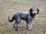Blanding af racer Lilly (F1B Sproodle)