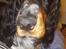 Cocker spaniel Joey