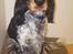 Cocker spaniel Joey