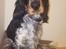 Cocker spaniel Joey