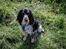 Cocker spaniel Joey
