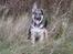 Schæferhund Thor - 12 uger