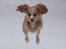 Field Trial Cockerspaniel Spilops Wild Weather Wilma