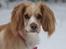 Field Trial Cockerspaniel Spilops Wild Weather Wilma