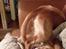 Field Trial Cockerspaniel Spilops Wild Weather Wilma