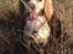 Field Trial Cockerspaniel Spilops Wild Weather Wilma