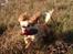 Field Trial Cockerspaniel Spilops Wild Weather Wilma