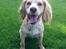 Field Trial Cockerspaniel Spilops Wild Weather Wilma