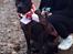 Blanding af racer Shaggie (himmelhund<3)