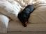 Gravhund Tilde