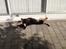 Gravhund Tilde
