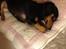 Gravhund Tilde