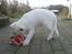 Hvid Schweizisk Hyrdehund Hinto van Suthwalda