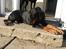 Dobermann Raphaels Fleur R.I.P <3