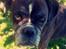 Boxer Bella