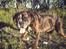 Boxer Bella