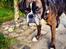 Boxer Bella