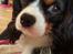Cavalier king charles spaniel Enya