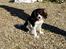 Cavalier king charles spaniel Enya