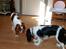 Cavalier king charles spaniel Enya