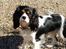 Cavalier king charles spaniel Enya