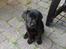 Labrador retriever Skipper