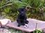Labrador retriever Skipper