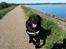 Labrador retriever Skipper