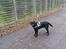 Labrador retriever Skipper