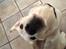 Labrador retriever Victor<3 - halløj med dig hygger du dig?🤗