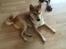 Shiba Heok's Ryuu kaldes Taiko