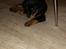 Rottweiler karma