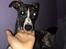 Whippet Kiwi