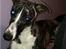 Whippet Kiwi